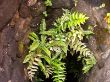 Fern in an old well